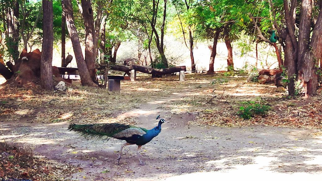 Pelican View Cottages Kataragama Exteriér fotografie